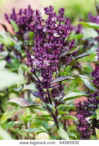 Basil And Blossom