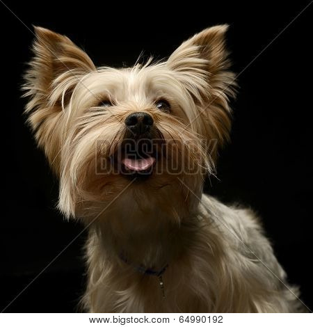 Yorkshire Terrier portrait in a black photo studio