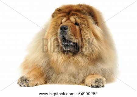 lying chow chow in a white photo studio