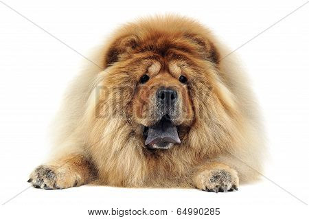 chow chow relaxing in a white photo studio