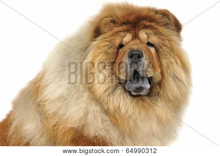 chow chow sitting in a white photo studio