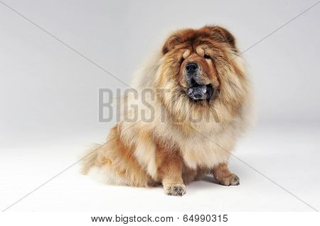 chow chow sitting in a a white limbo