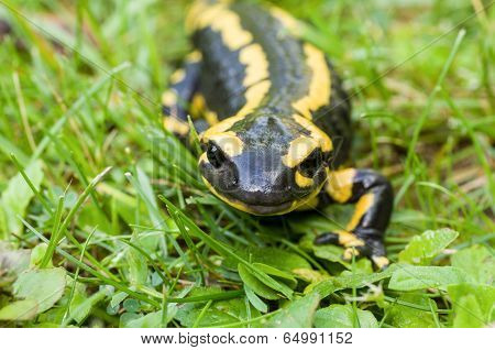 Macroshot of a Fire salamander (Salamandra salamandra)