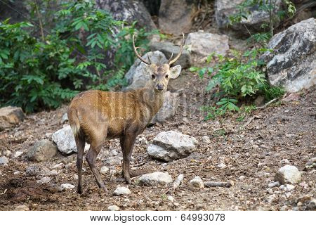 close - up Eld s Deer in wild nature