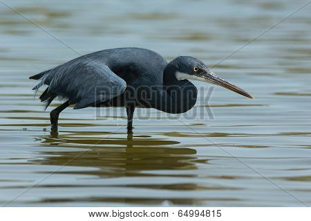A Western Reef Heron (egretta Gularis) Copying The Hunting Style Of A Black Heron