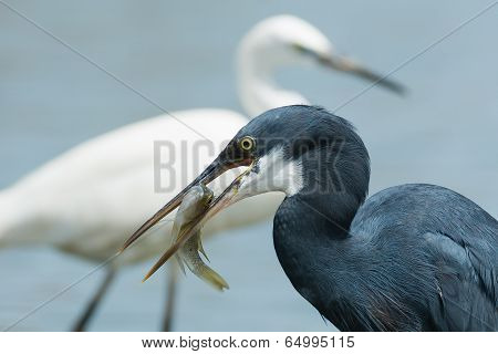 A Western Reef Heron (egretta Gularis) With A Fish In Its Bill