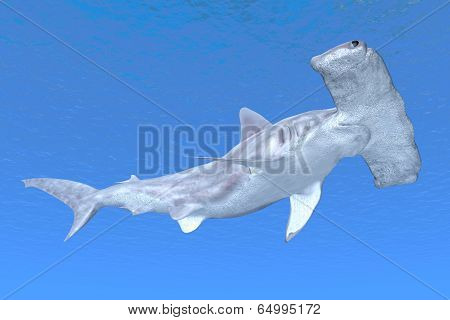 Hammerhead Shark