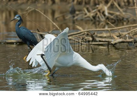 A White Western Reef Heron (egretta Gularis) Plunging Its Head Underwater To Catch A Fish