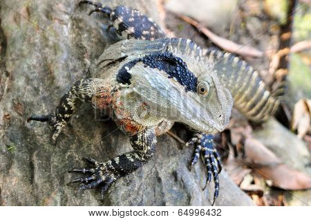 Big Lizard