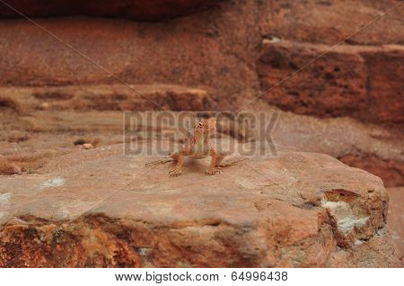 Orange Lizard