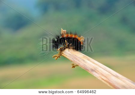 Hairy Caterpillar