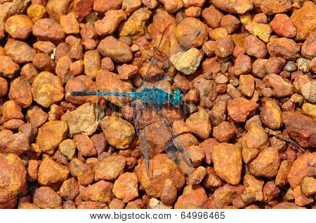 Blue Dragon Fly