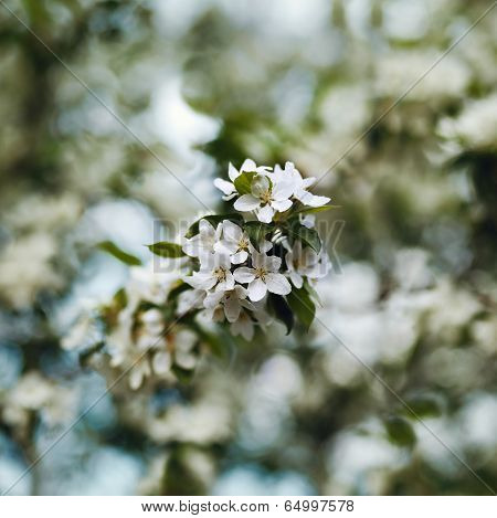 Apple Blossom