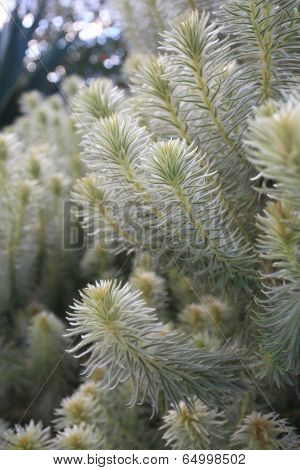 Feathery Soft Flannel Bush Phylica Plumosa