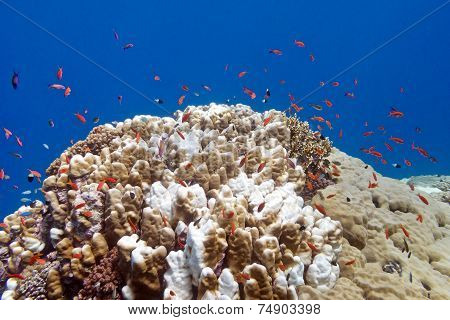 coral reef with exotic fishes anthias and porites coral at the bottom of tropical sea