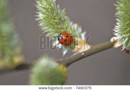Marienkäfer coccinellidae