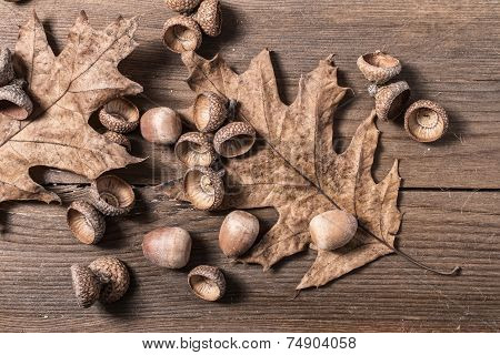 Acorn Cupule On Wooden Desk