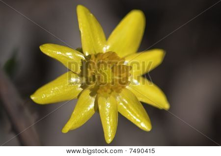 Jarní - Ranunculus ficaria