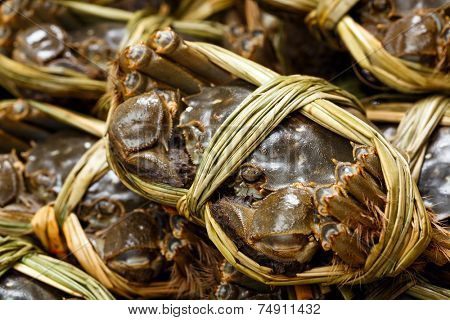 Chinese Yangcheng Lake crab 