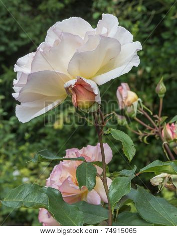 White Pink Rose