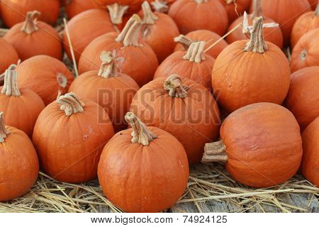 a bunch of small pie pumpkins