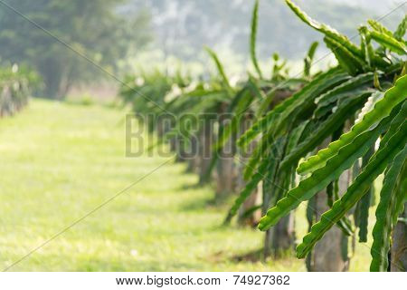 A Field With Fruit Bushes Hylocereus