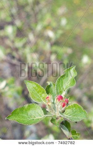 Frühling Baum Bud Baumblüte