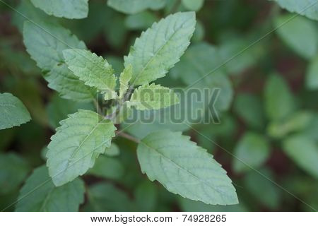 close up Thai Basil (Holy Basil)