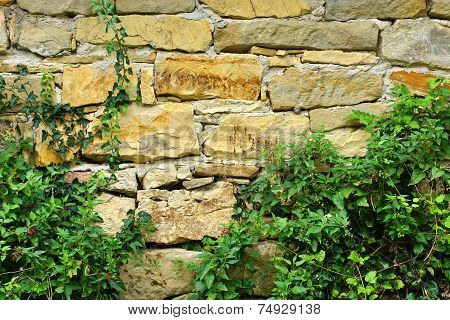 Old Stone Wall With Plants