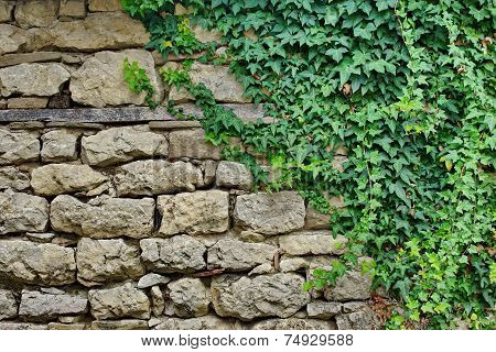 Old Stone Wall With Plants