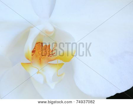 Closeup Carpel Orchild Tropical Flowers