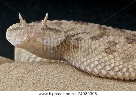 Desert horned viper / Cerastes cerastes