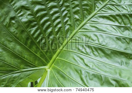 Texture Big Green Tropical Leaf