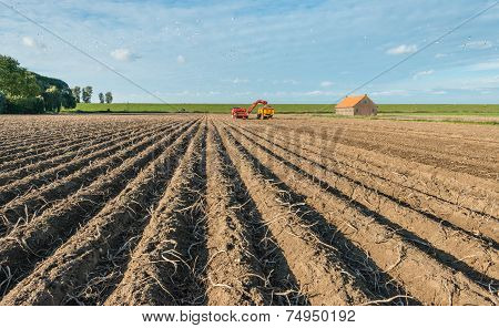 Harvesting Potatoes