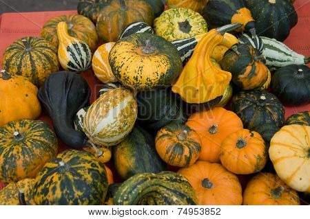 Decorative Pumpkins