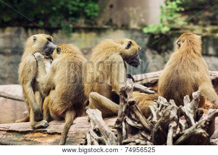 Guinea Baboon Family
