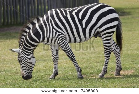 Zebra