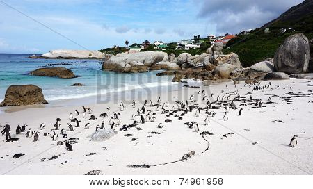Penguins False Bay Boulders