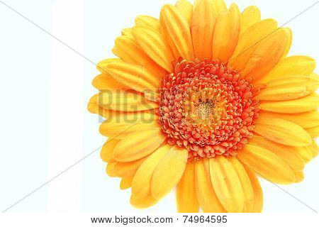 Orange Gerbera
