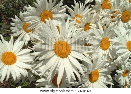 DaisiesField2