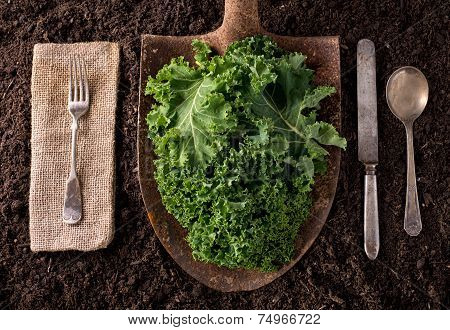 Kale