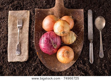 Onions