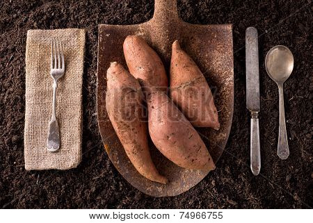 Sweet Potato Yams