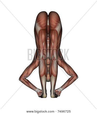 Back_musclesbigtoepose