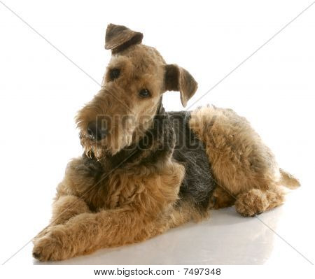 Airedale เทร์เรียร์