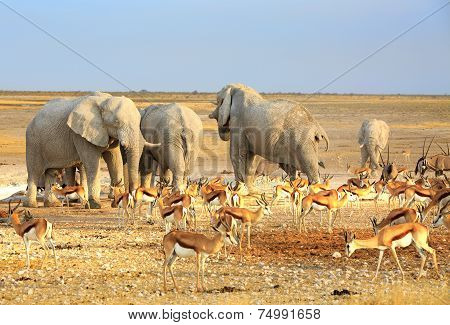 Elephants & Springbok in Etosha