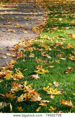 Ground covered with colorful mapletree leaves