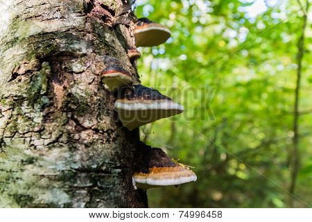 Polypore On Birch Trunk.