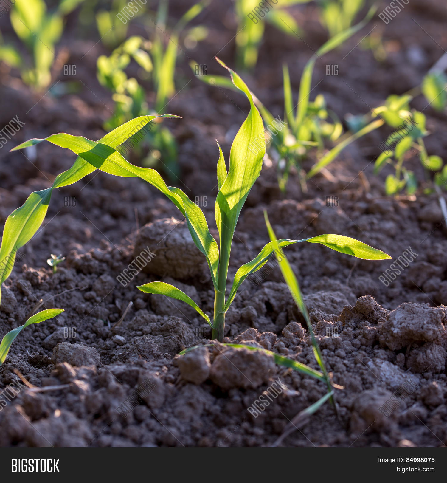 Young Corn Seedlings Image & Photo (Free Trial) Bigstock