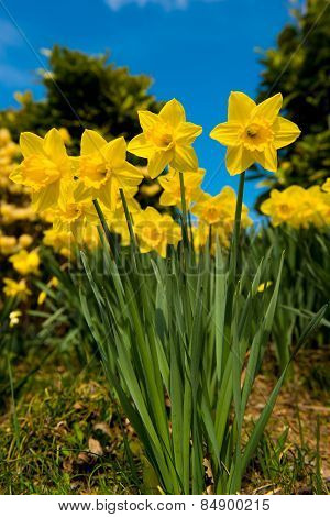 Yellow Daffodils In The Garden In Early Spring